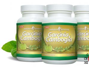 Вся правда о похудении с помощью гарцинии камбоджийской: обзор самых эффективных препаратов Гарциния свойства