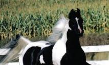 Какие породы лошадей существуют в современном мире?